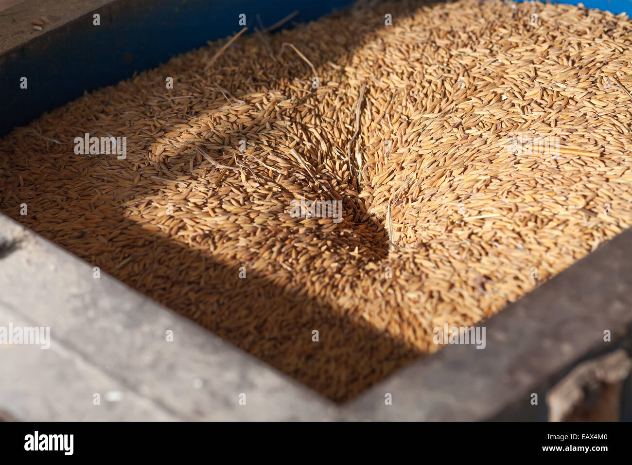 Reiskorn in Fräsmaschine Stockfoto