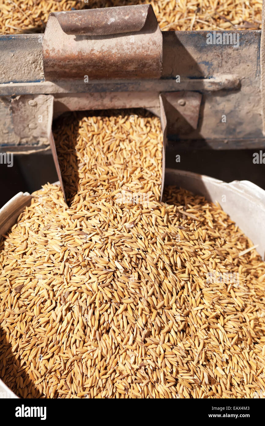Reiskorn in Fräsmaschine Stockfoto