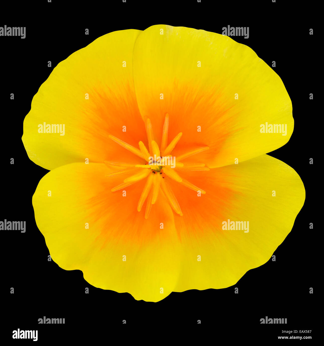 Gelbe Wildblume Blume mit Orange Center isoliert auf schwarzen Hintergrund Stockfoto