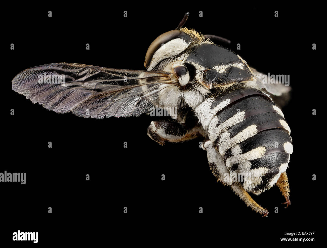 Biene 04487d 04, f zurück, südlich africa 2014-08-06-11.37.25 ZS PMax Stockfoto