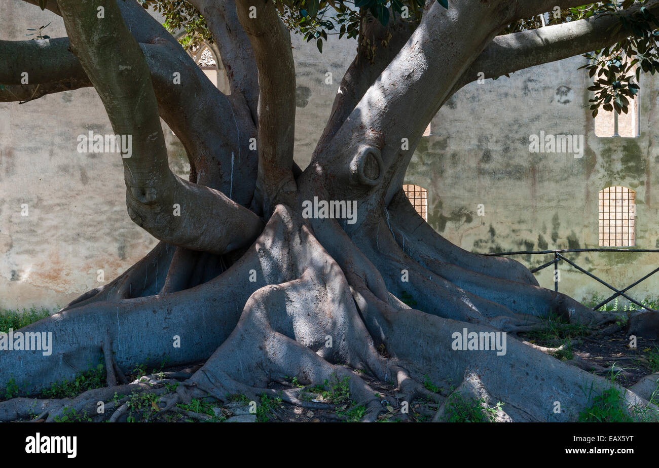 Weinender feigenbaum ficus benjamina Fotos und Bildmaterial in hoher