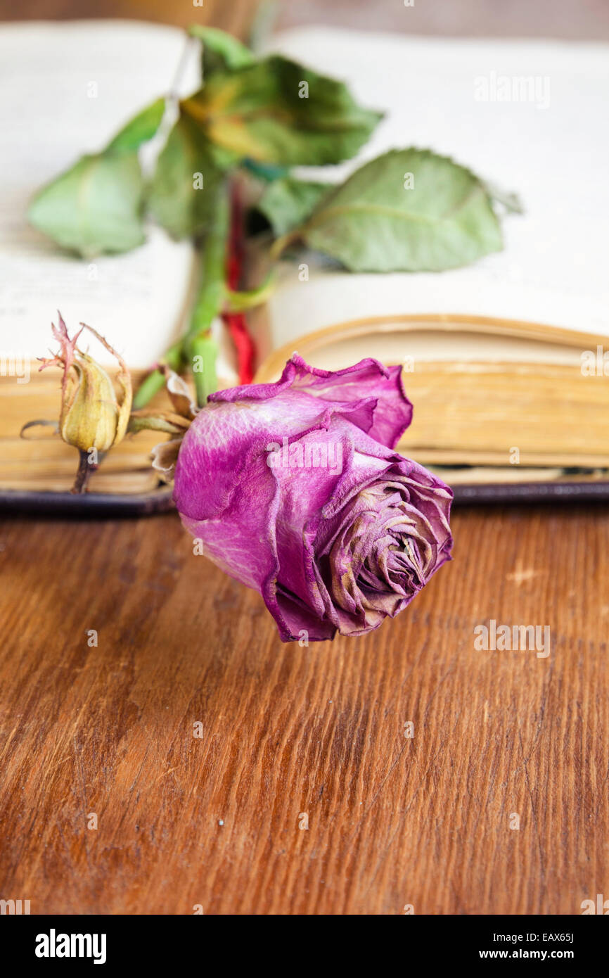 detaillierten trocken rosa rose Blume als Lesezeichen in Vintage Buches verwendet; Blume im Fokus Stockfoto
