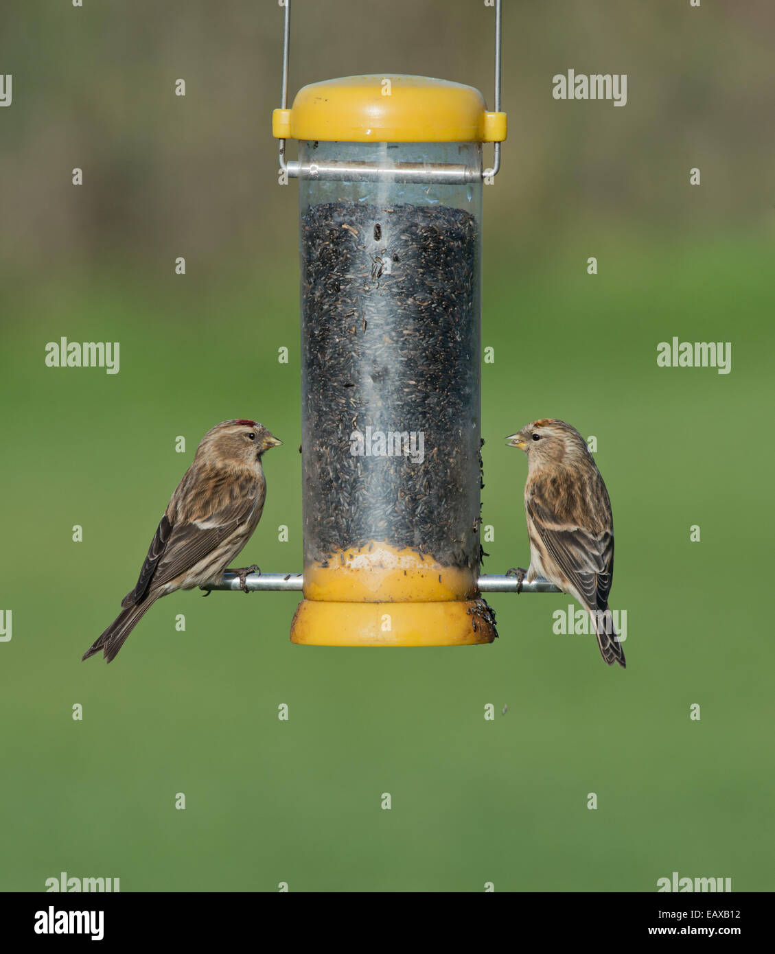 Paar weniger Birkenzeisige (Zuchtjahr Cabaret) thront am Vogelhäuschen. Winter. UK Stockfoto