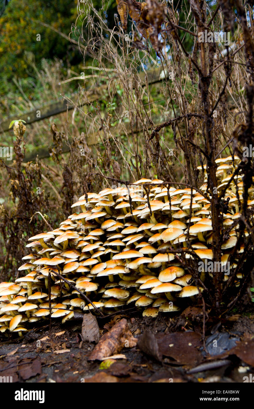 Masse von Hypholoma fasciculare Pilzen, die auf alten Baumstümpfen wachsen, Cardiff, Wales. Stockfoto