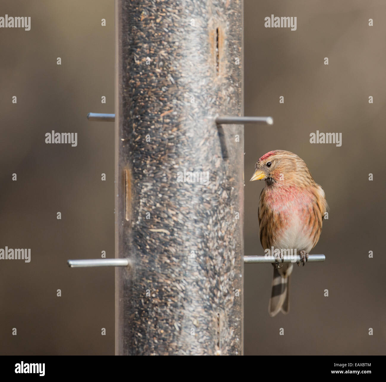 Männliche weniger Redpoll. (Zuchtjahr Cabaret) thront am Vogelhäuschen. Winter. UK Stockfoto