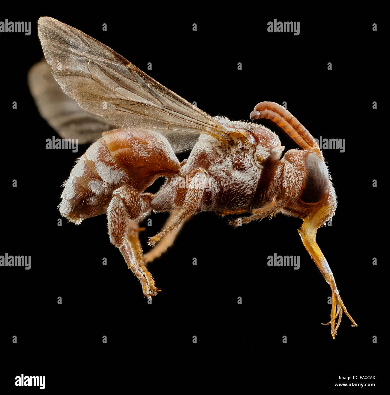 Binomial pasites maculatus winzige zunge ausgetrickst usgsbiml Fotos