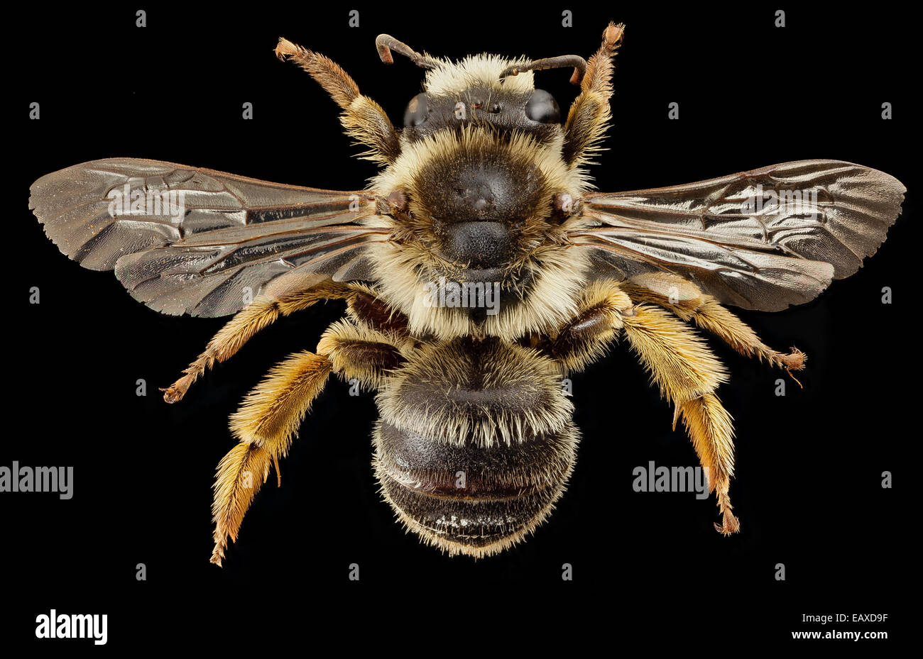 Melitta Haemorrhoidalis, f, England, back 2014-11-02-01.15.18 ZS PMax Stockfoto