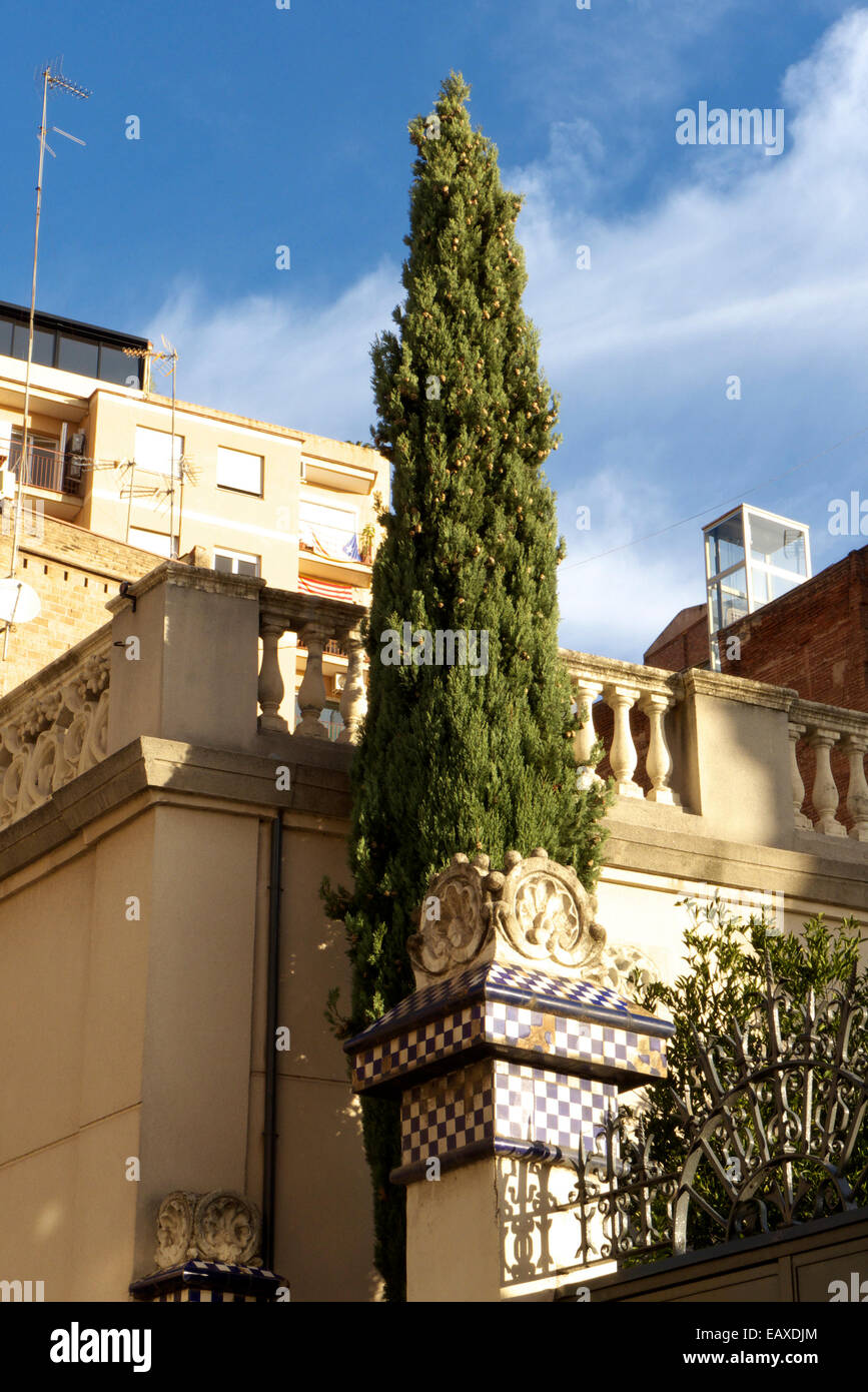 Spanien-Katalonien-Barcelona Wohngebiet w Zypern Baum Stockfoto