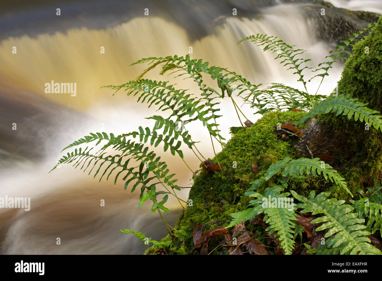 Farne wachsen am Ufer mit unscharfen bewegten Wasser im Hintergrund. Stockfoto