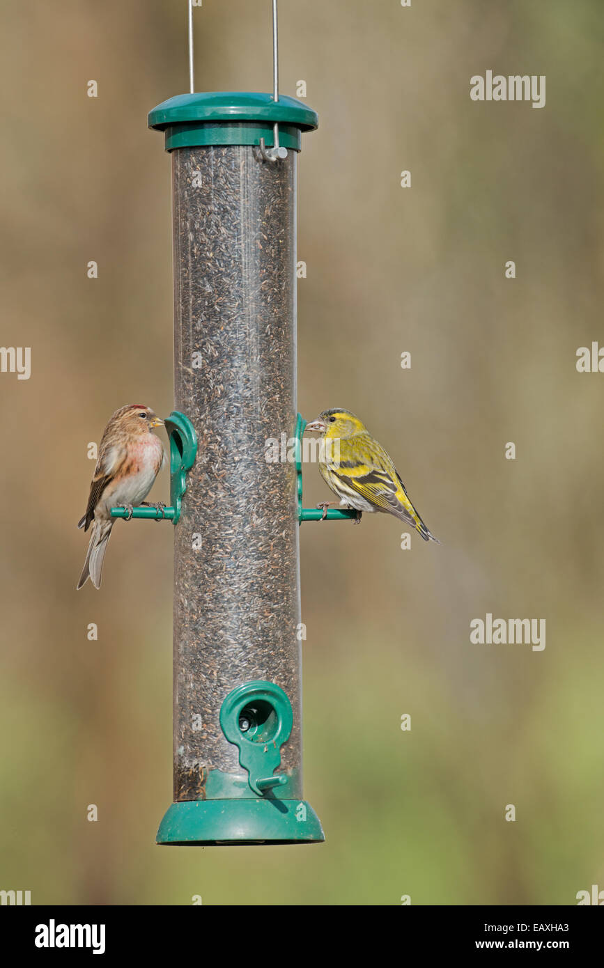 Männliche weniger Redpoll (Zuchtjahr Kabarett) und weibliche Zeisig (Zuchtjahr Spinus) thront am Vogelhäuschen. Stockfoto