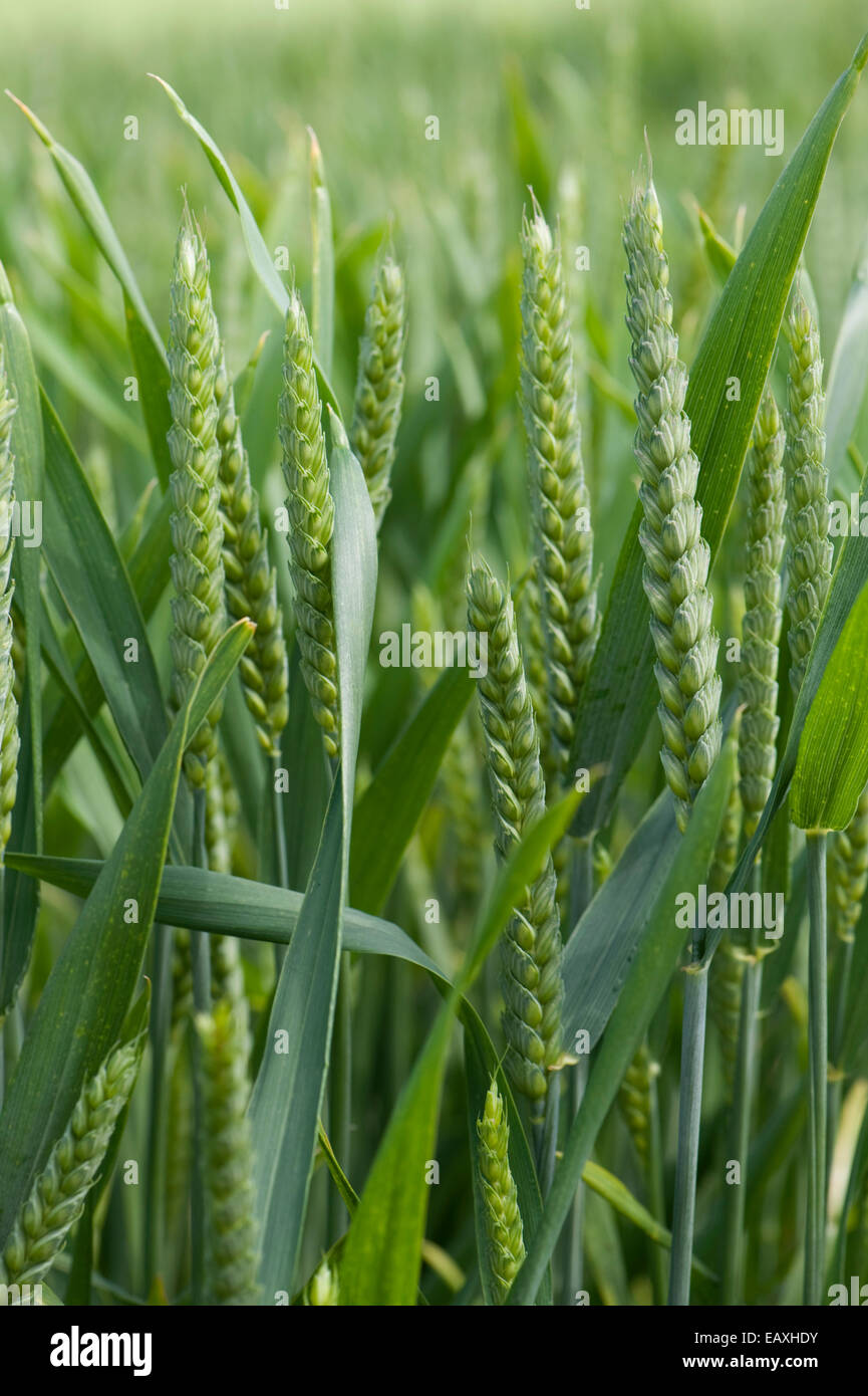 Weizenernte in jungen Ohr in der Nähe von West Woodhay, Berkshire, Juni Stockfoto