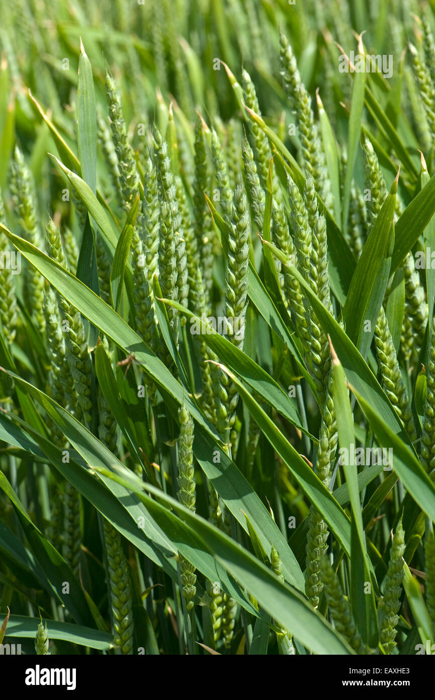 Weizenernte in jungen Ohr in der Nähe von West Woodhay, Berkshire, Juni Stockfoto