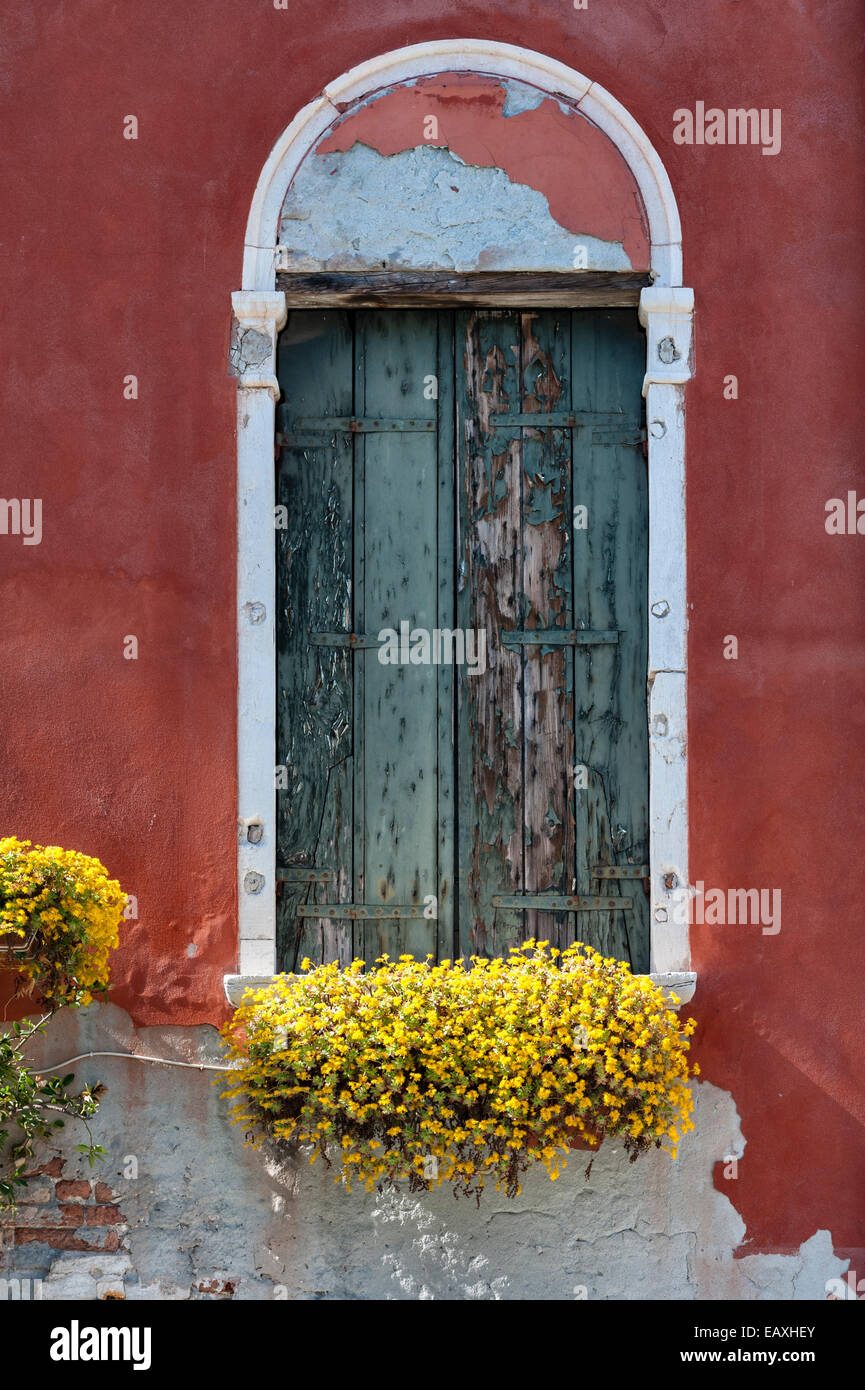 Venedig, Italien. Detail eines Fensters mit alten Holzläden mit abblätternder grüner Farbe und einem Fensterkasten mit gelben Blumen vor einer roten Fassade Stockfoto