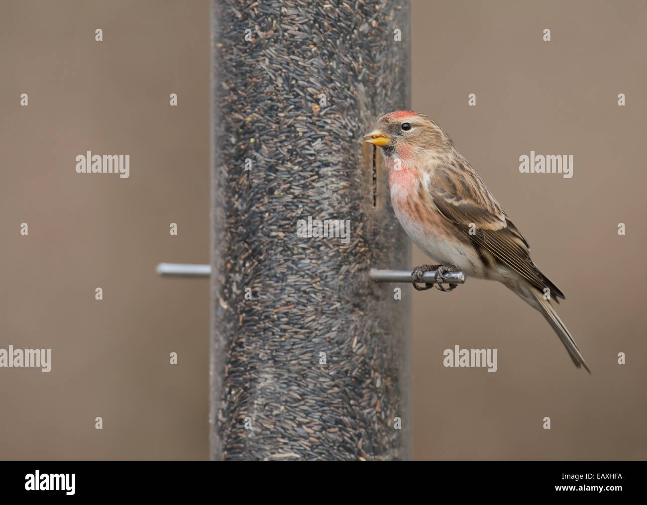 Männliche weniger Redpoll. (Zuchtjahr Cabaret) thront am Vogelhäuschen. Winter. UK Stockfoto