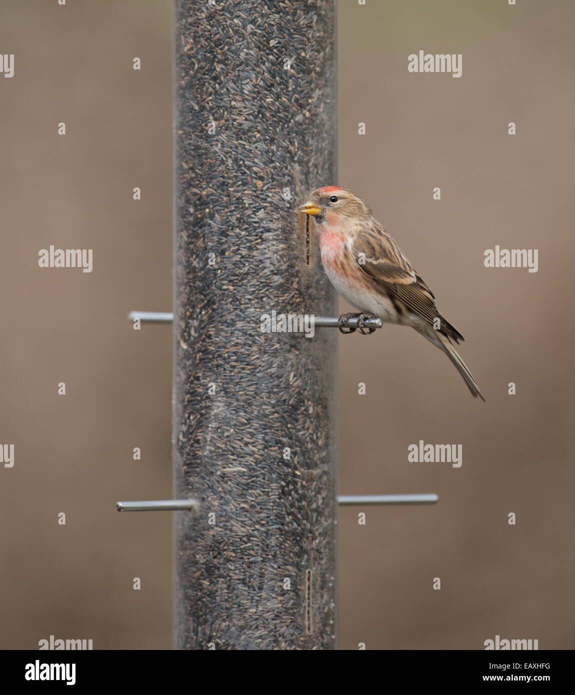 Männliche weniger Redpoll. (Zuchtjahr Cabaret) thront am Vogelhäuschen. Winter. UK Stockfoto