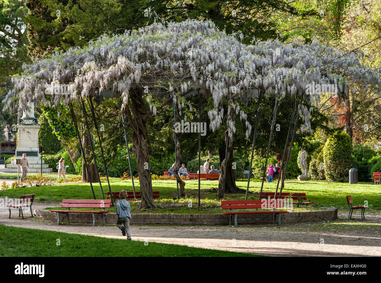 In den Biennale-Gärten in Venedig ist im Frühling ein alter Bandstand mit weißen Glyzinien bedeckt (Italien) Stockfoto