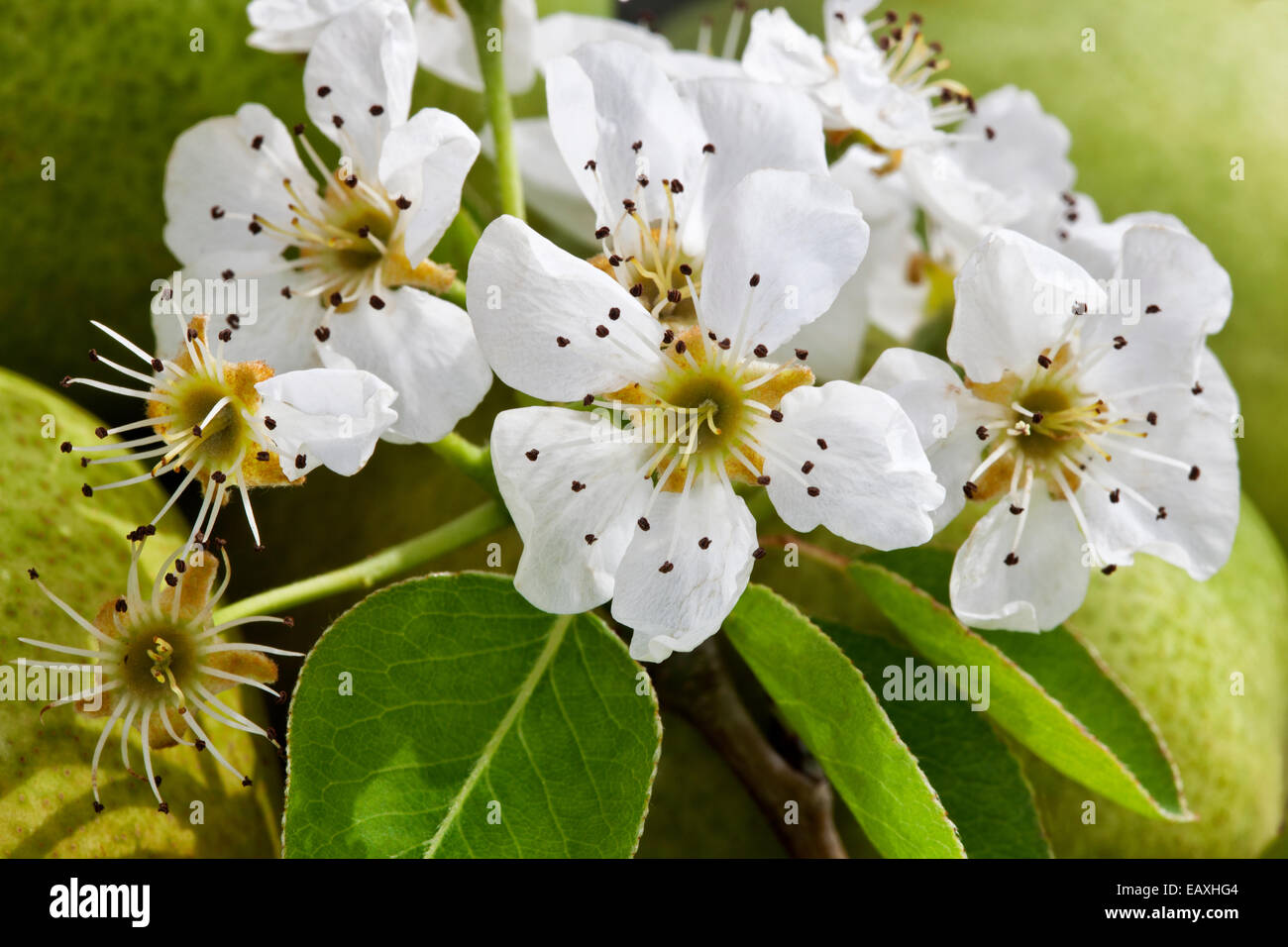 Birne blüht "Pyrus Communis". Stockfoto