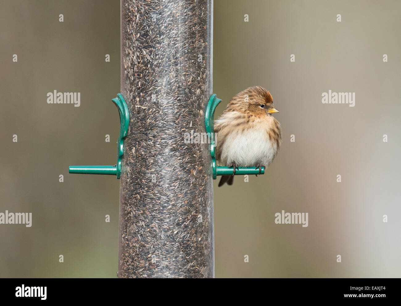 Weibliche weniger Redpoll. (Zuchtjahr Cabaret) thront am Vogelhäuschen. Winter. UK Stockfoto