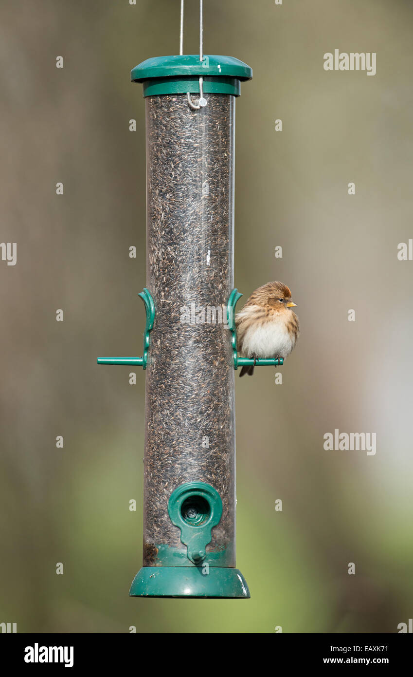 Weibliche weniger Redpoll. (Zuchtjahr Cabaret) thront am Vogelhäuschen. Winter. UK Stockfoto
