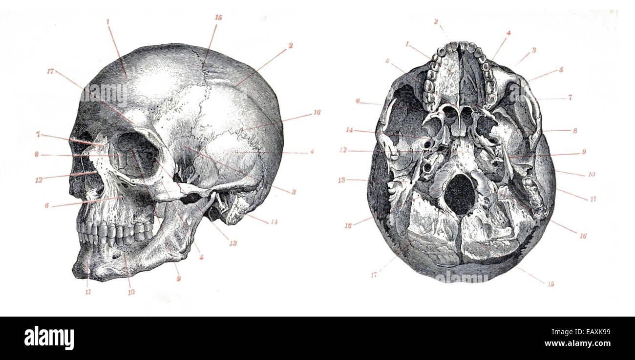 Der Schädel des Homo sapiens, des modernen Menschen, stellt einen entscheidenden Aspekt der menschlichen Evolution dar. Sie weist einen abgerundeten Schädel und besondere Gesichtszüge auf, was sie als fortgeschrittene Spezies in der Familie der Hominiden kennzeichnet. Stockfoto