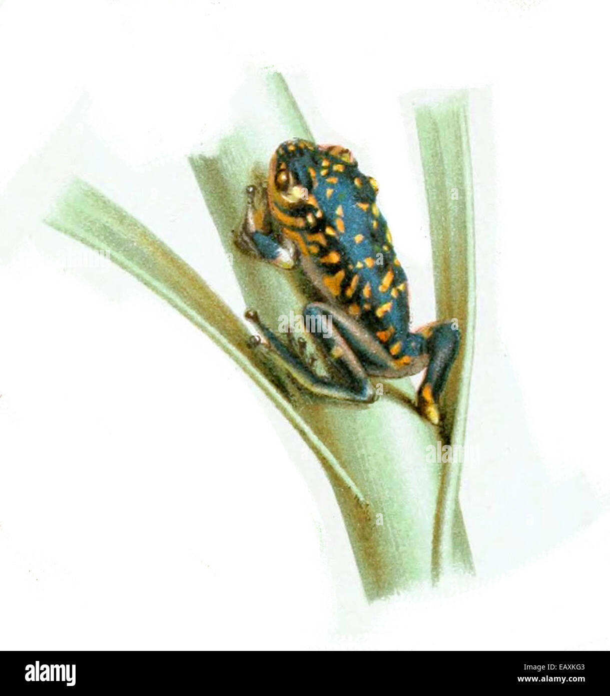 Ranitomeya fantastica, auch bekannt als der fantastische Giftfrosch, ist eine farbenfrohe Amphibie, die in den Regenwäldern Südamerikas zu finden ist. Es ist bekannt für seine toxische Hautsekretion. Stockfoto