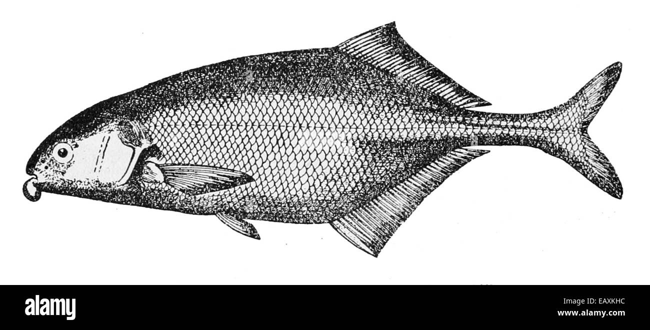 Marcusenius furcidens ist eine Art von Süßwasserfischen, die in Flüssen und Bächen in Zentral- und Westafrika beheimatet ist. Sie zeichnet sich durch ihren langgestreckten Körper und die scharfen, gespaltenen Rippen aus. Diese Art gehört zur Familie der Mormyridae und ist bekannt für ihr elektrisches Organ, das sie für Kommunikation und Navigation in dunklen Gewässern verwendet. Die Fische leben in der Regel in langsamen, schlammigen Umgebungen und ernähren sich von kleinen Wirbellosen und Geröll. Stockfoto