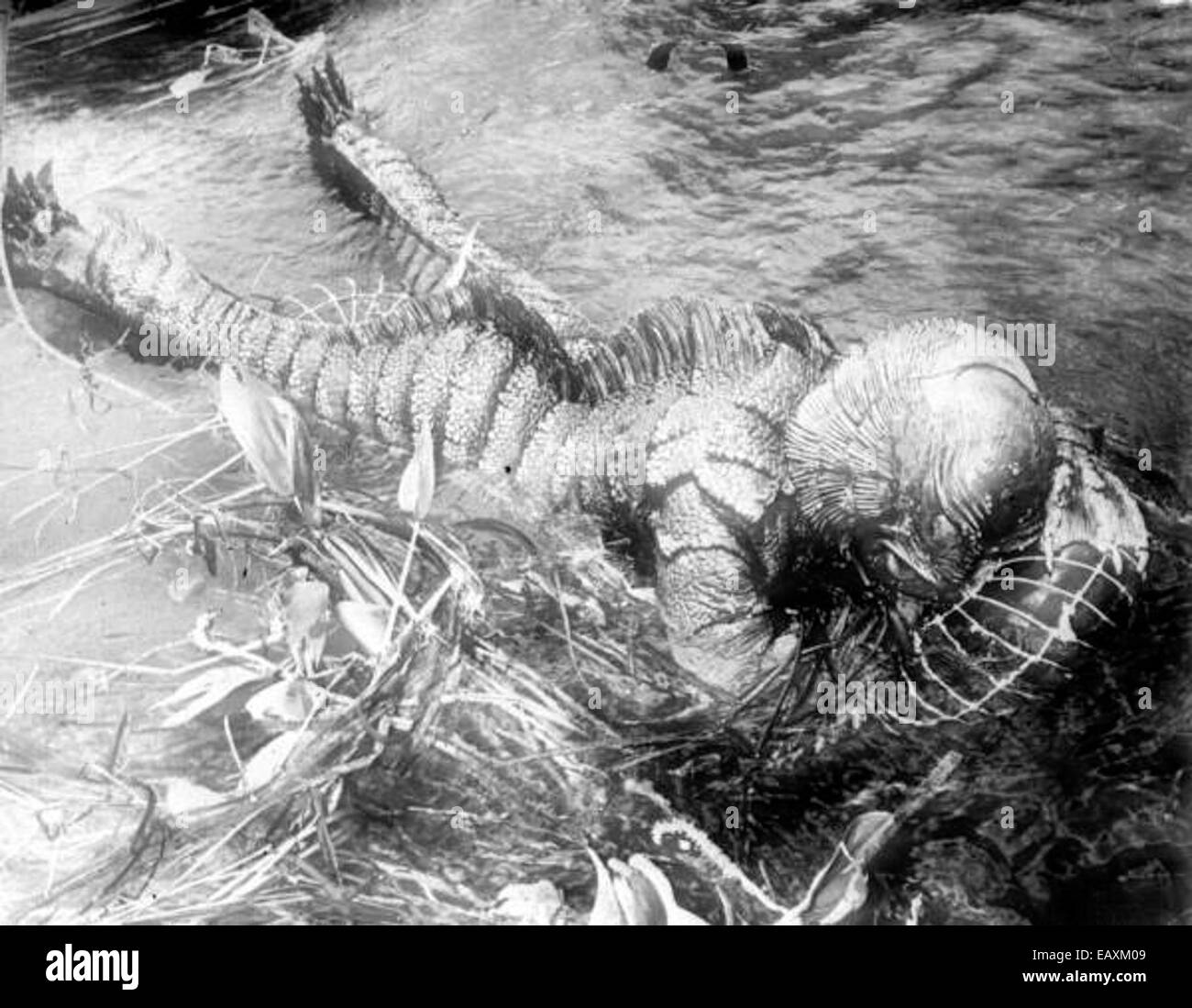 Die *Kreatur aus der Black Lagoon* macht eine Pause in Wakulla Springs, Florida. Dieser legendäre Moment aus den 1950er Jahren zeigt die natürliche Umgebung, die für die Darstellung der Kreatur von zentraler Bedeutung war, gedreht in den malerischen Wakulla Springs. Stockfoto