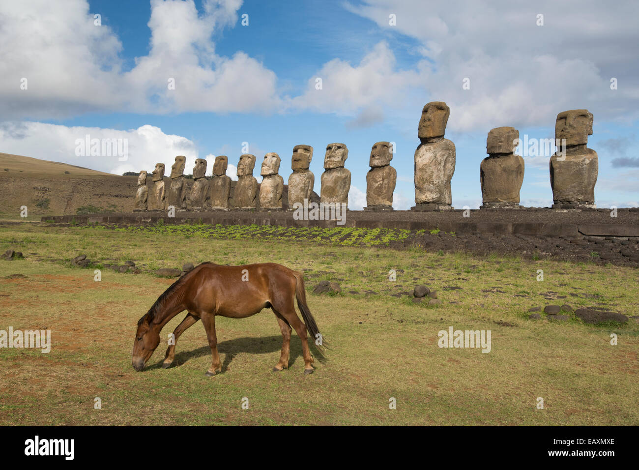 Chile, Osterinsel, Hanga Nui. Rapa Nui Nationalpark, Ahu Tongariki (aka Tonariki) Pferd vor fünfzehn großen Moi. Stockfoto