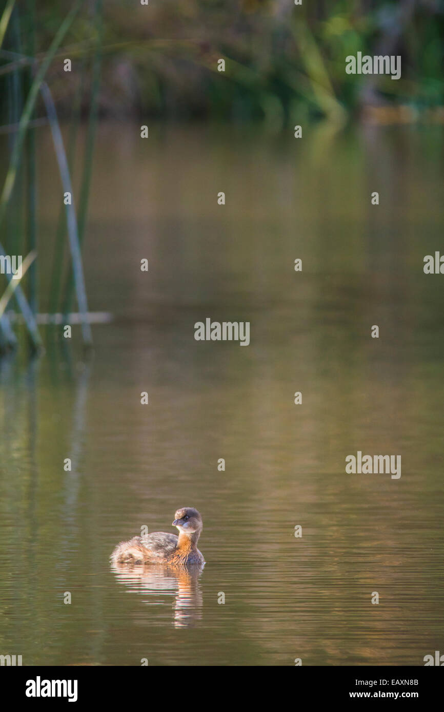 Junge Pie - billed Grebe in einer Lagune mit Schilf im Hintergrund. Stockfoto