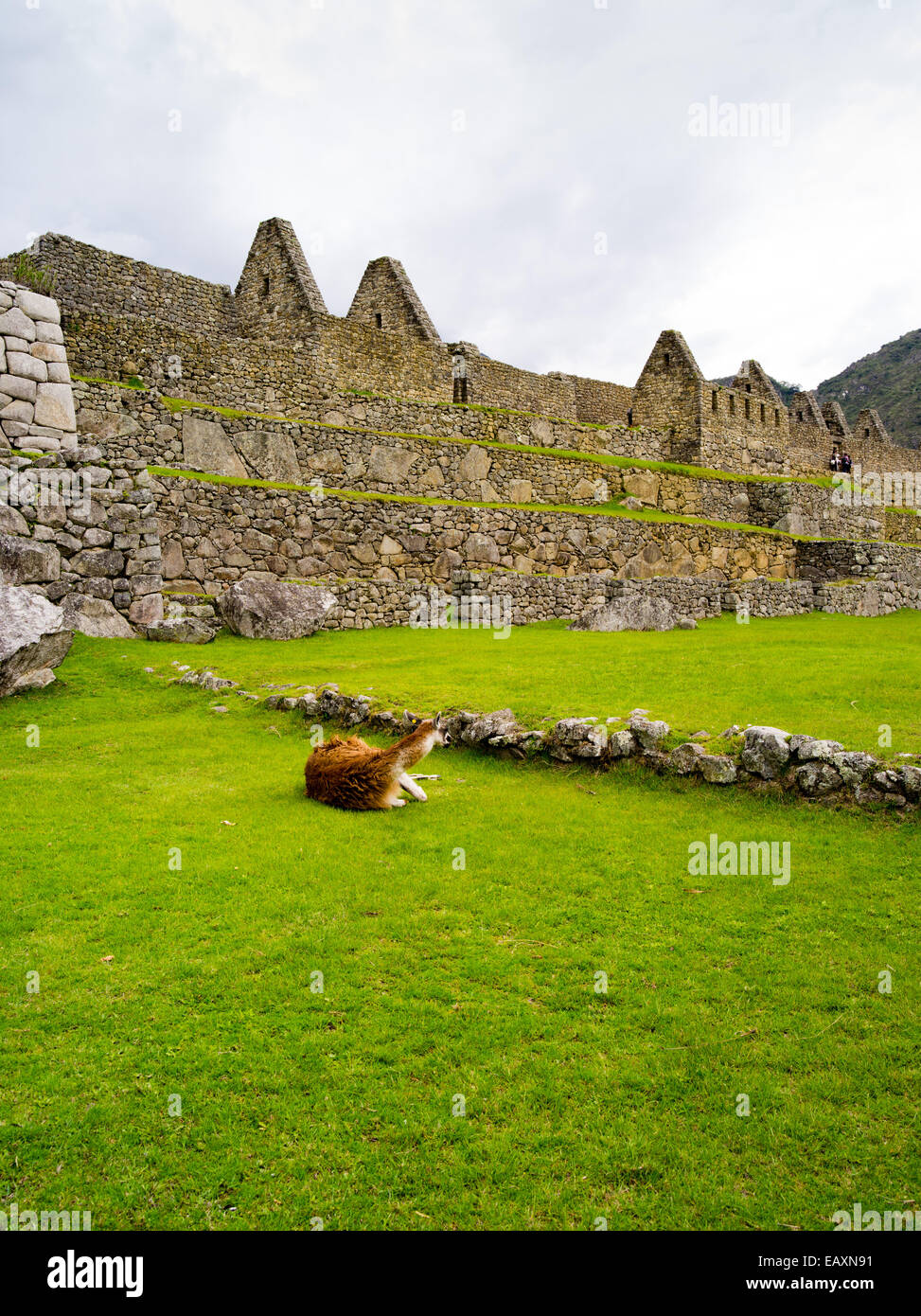 Lamas weiden an der Inka-ruinen von Machu Picchu, in der Nähe von Aguas Calientes, Peru. Stockfoto