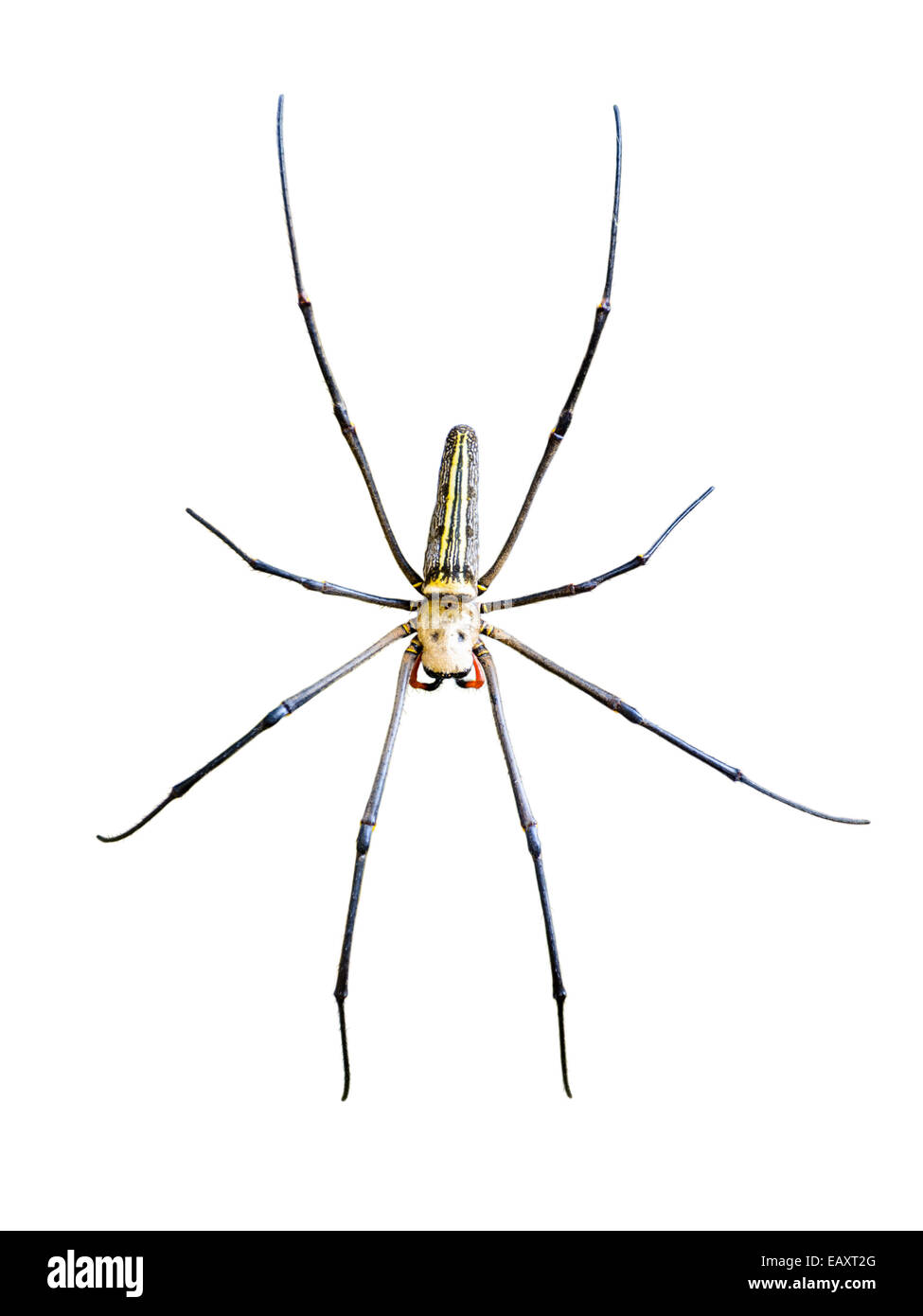 Golden Orb Spider (Nephila Pilipes) isoliert auf weißem Hintergrund Stockfoto