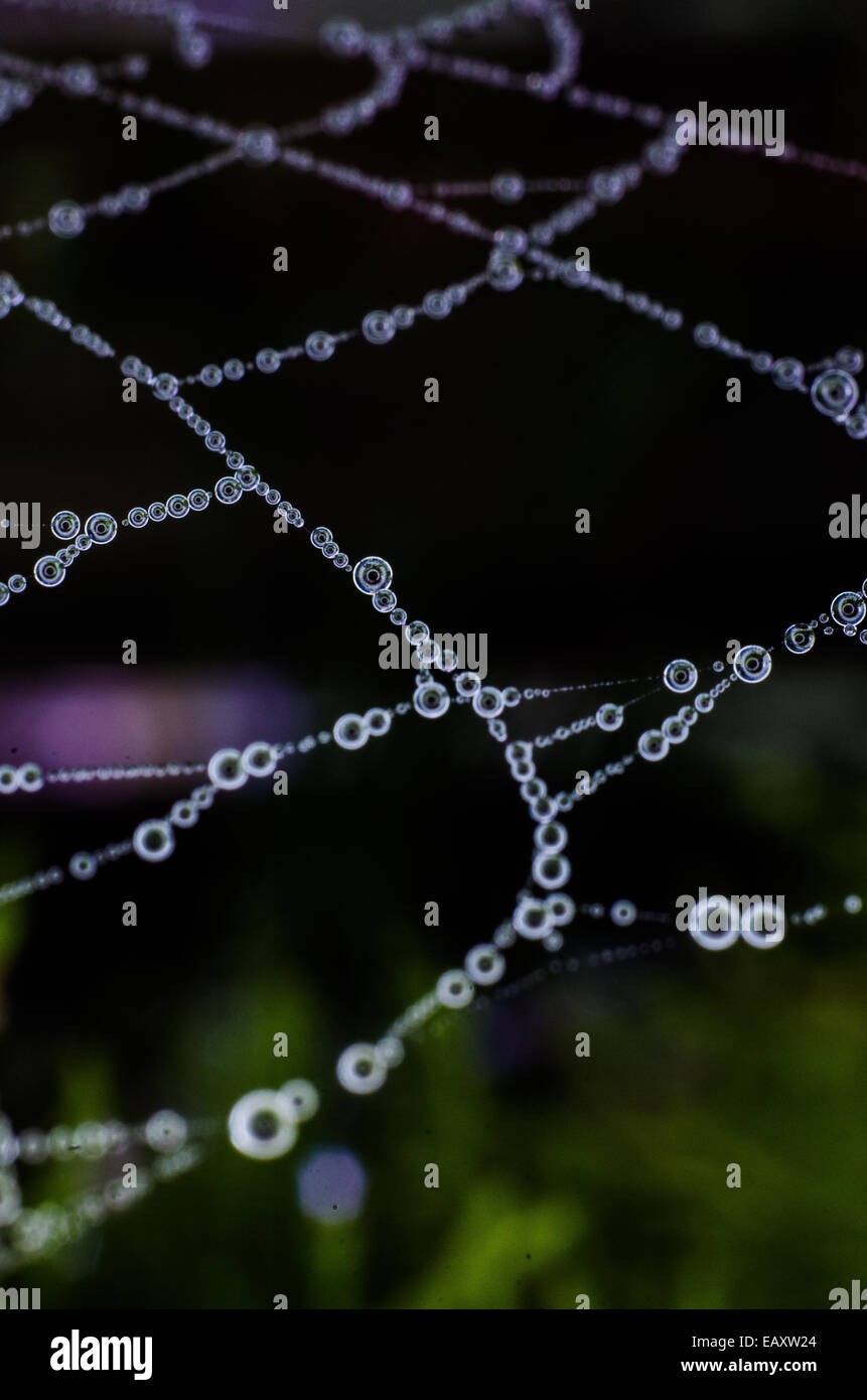 Web Wasser Tropfen Spinnen magisch mystische Fairie Fee faerie Zeichenfolge natürliche Schmuck Kugeln Tropfen Tau am Morgen Perlen Diamanten Stockfoto