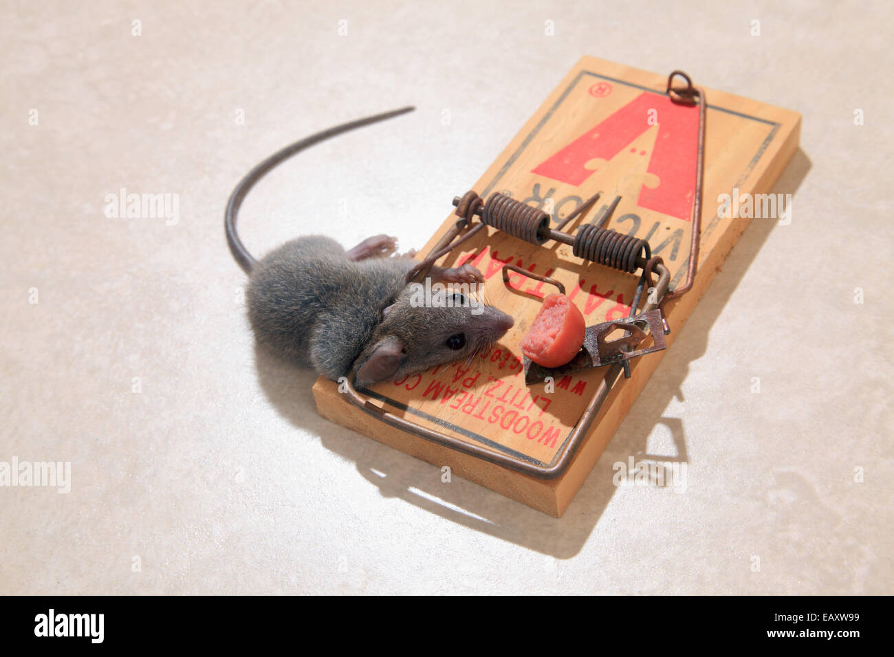 Tote Maus im Frühjahr Trap Stockfoto
