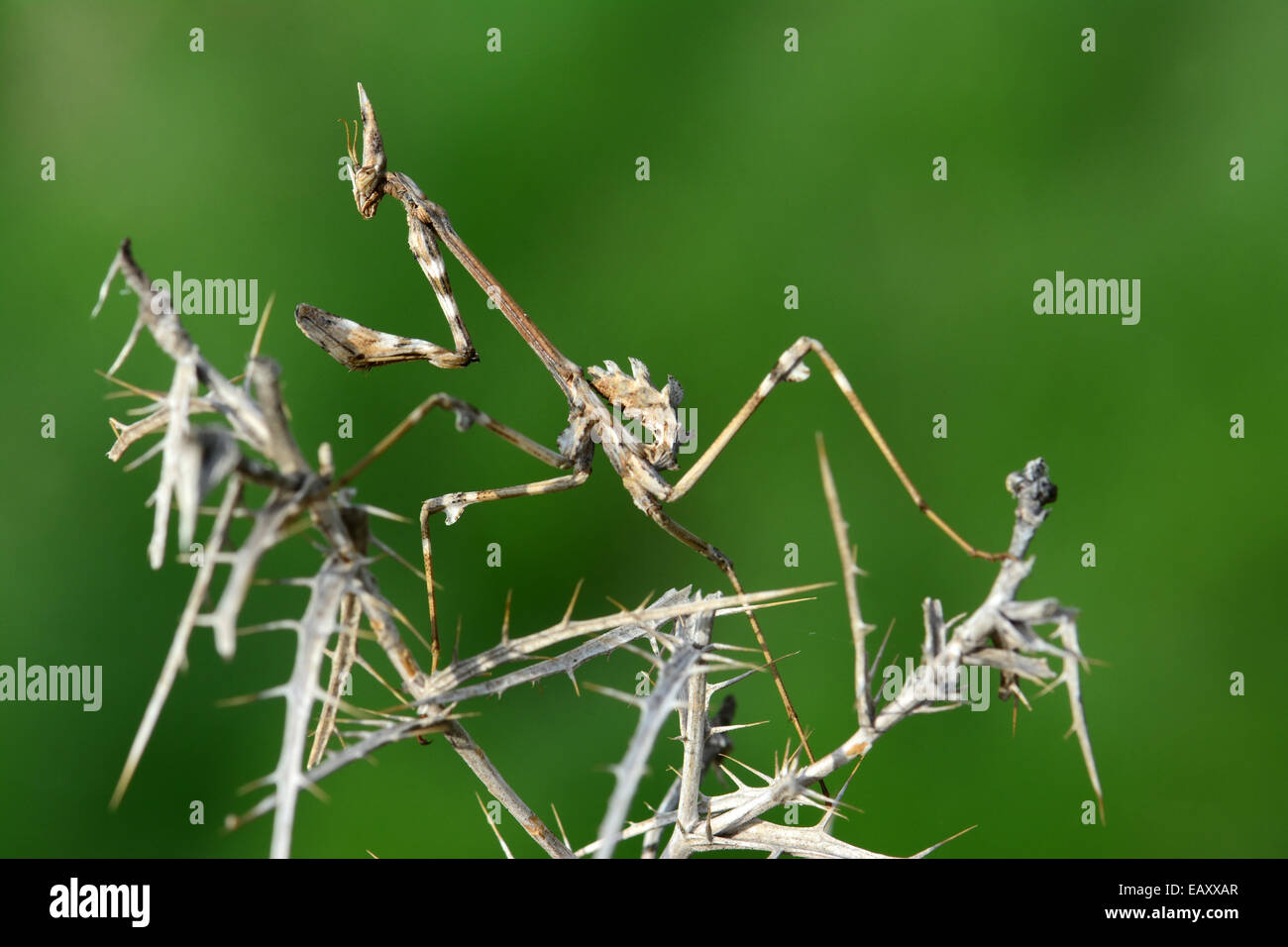 Mantis-Tarnung Stockfoto