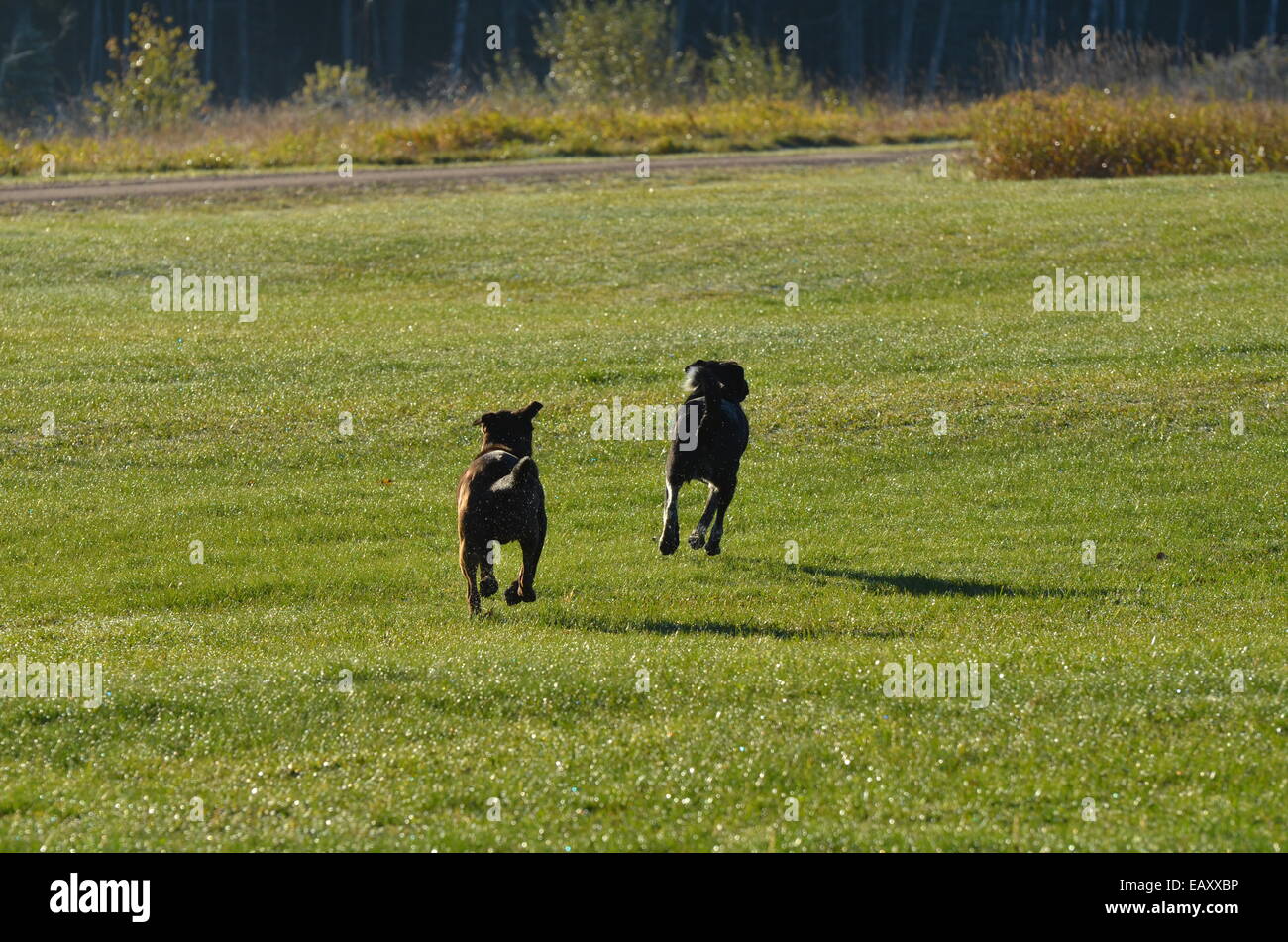 zwei Hunde weglaufen Stockfoto