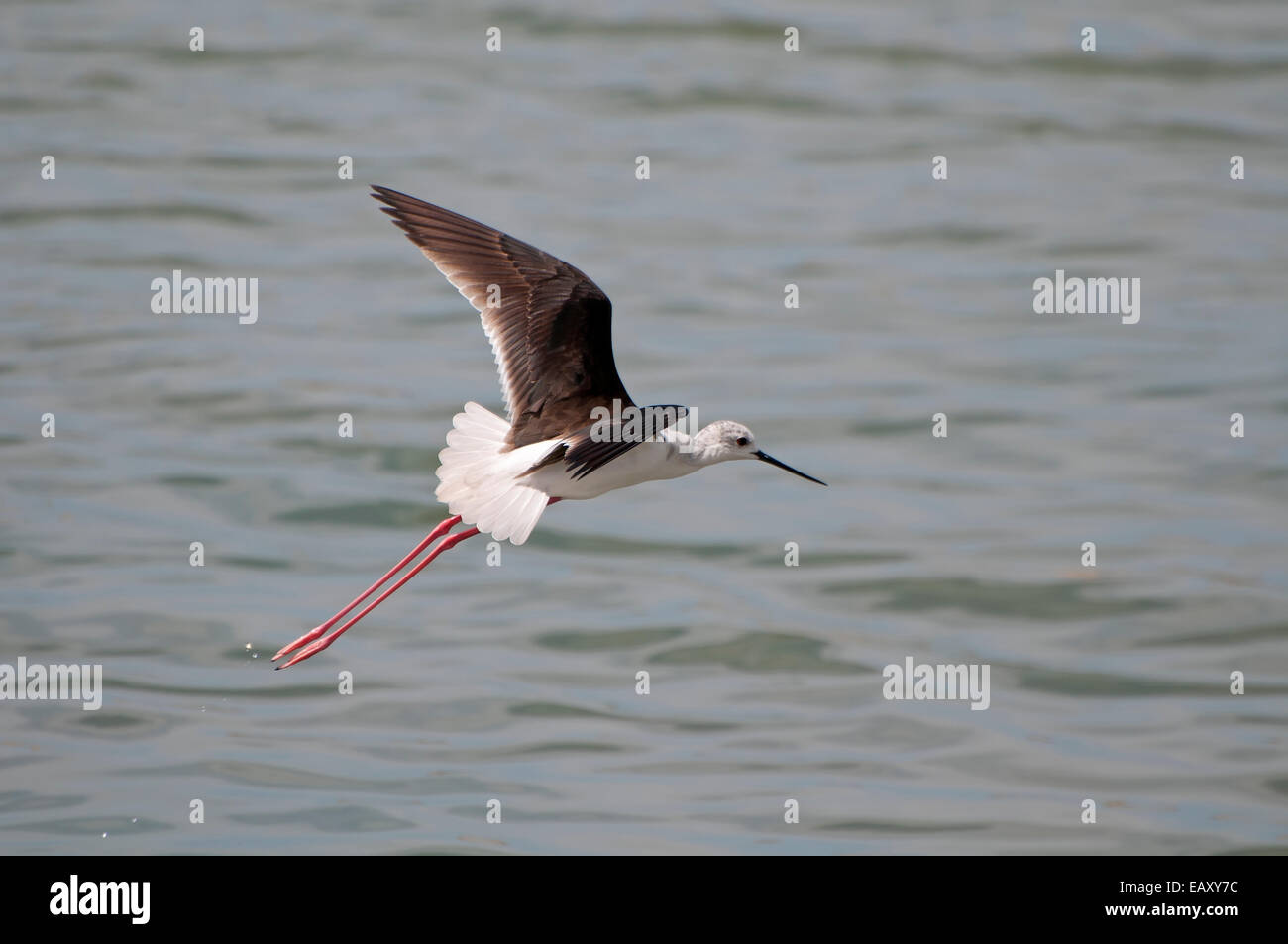 gescheckte Stelzenläufer Himantopus Leucocephalus über Wasser fliegen Stockfoto