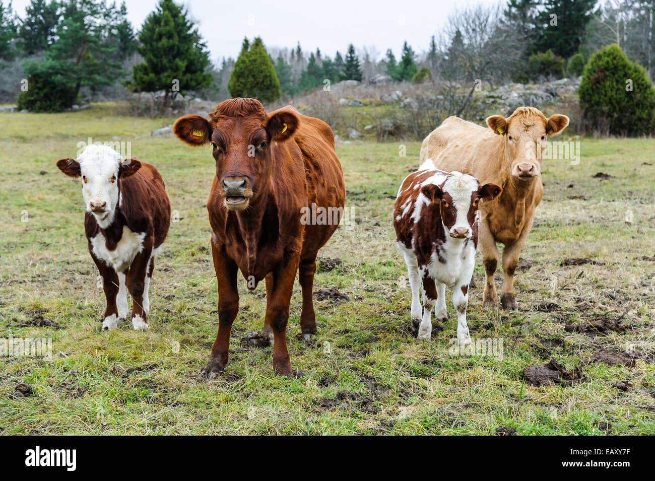 Kühe in der schwedischen Landschaft Stockfoto