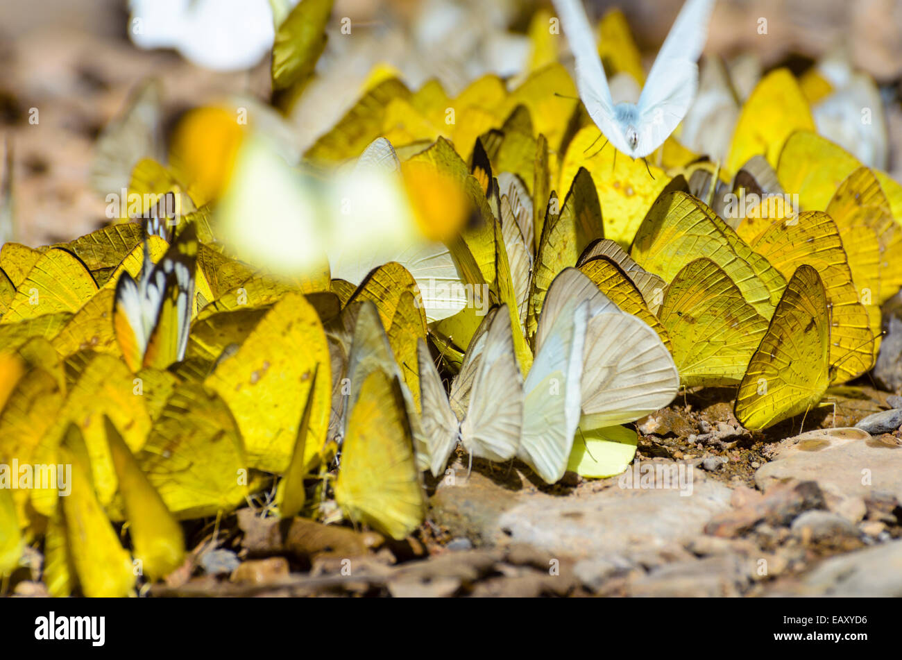 Große Gruppe von Grass gelb oder Eurema Hecabe Schmetterling und mehrere Arten Fütterung auf dem Boden. Stockfoto