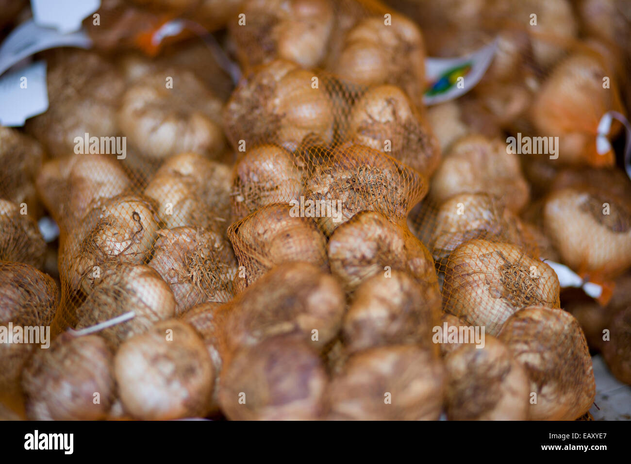 Weihnachten kontinentalen Markt Belfast UK. 17. November 2014. Saiten von Knoblauch in gefesselt in Taschen Stockfoto