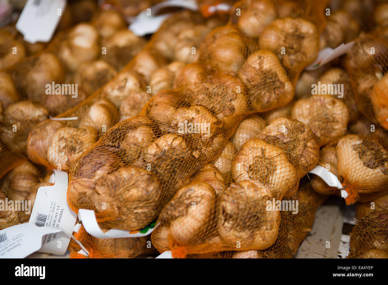 Weihnachten kontinentalen Markt Belfast UK. 17. November 2014.  Eine Netztasche mit Zwiebeln Knoblauch in einer Zeichenfolge Stockfoto