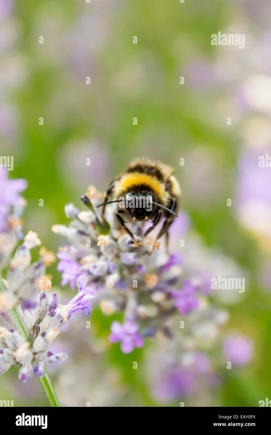 Hummel auf Lavendel Blume. Stockfoto