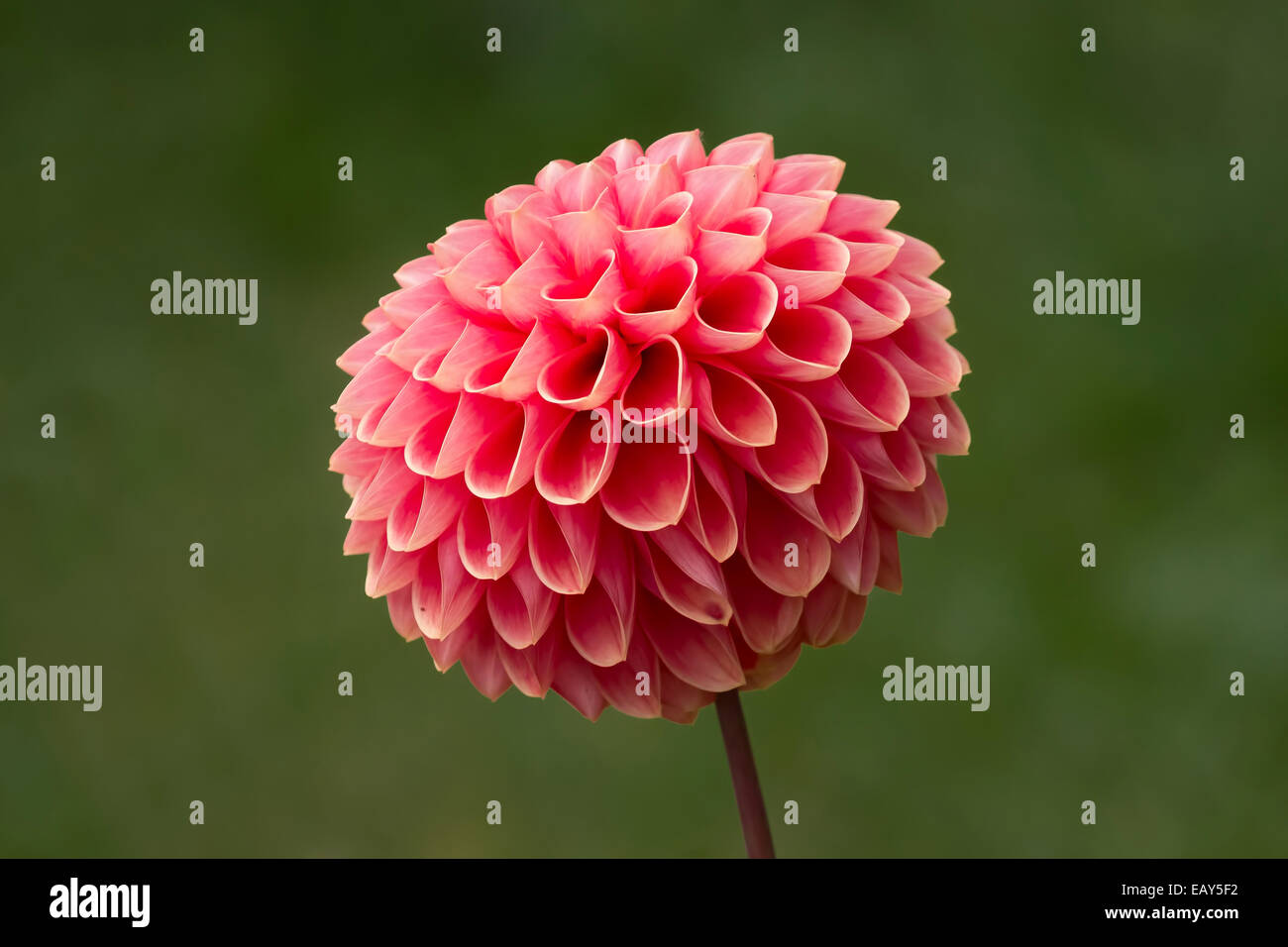 Einzelne Blume Blüte eine Dahlie. Hautnah und detailliert auf einem einfachen natürlichen grünen Hintergrund Stockfoto