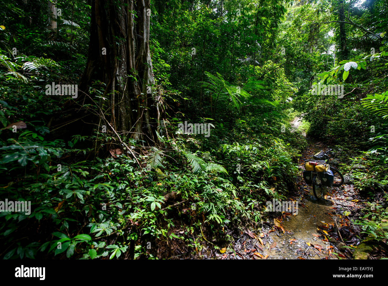 Radtour in den Dschungel, Sulawesi, Indonesien Stockfoto