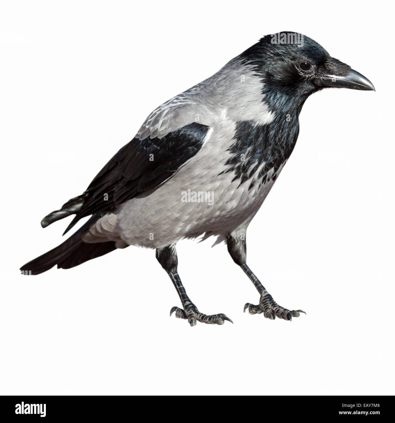 Corvus Cornix ist Hooded Crow in der Natur. Stockfoto