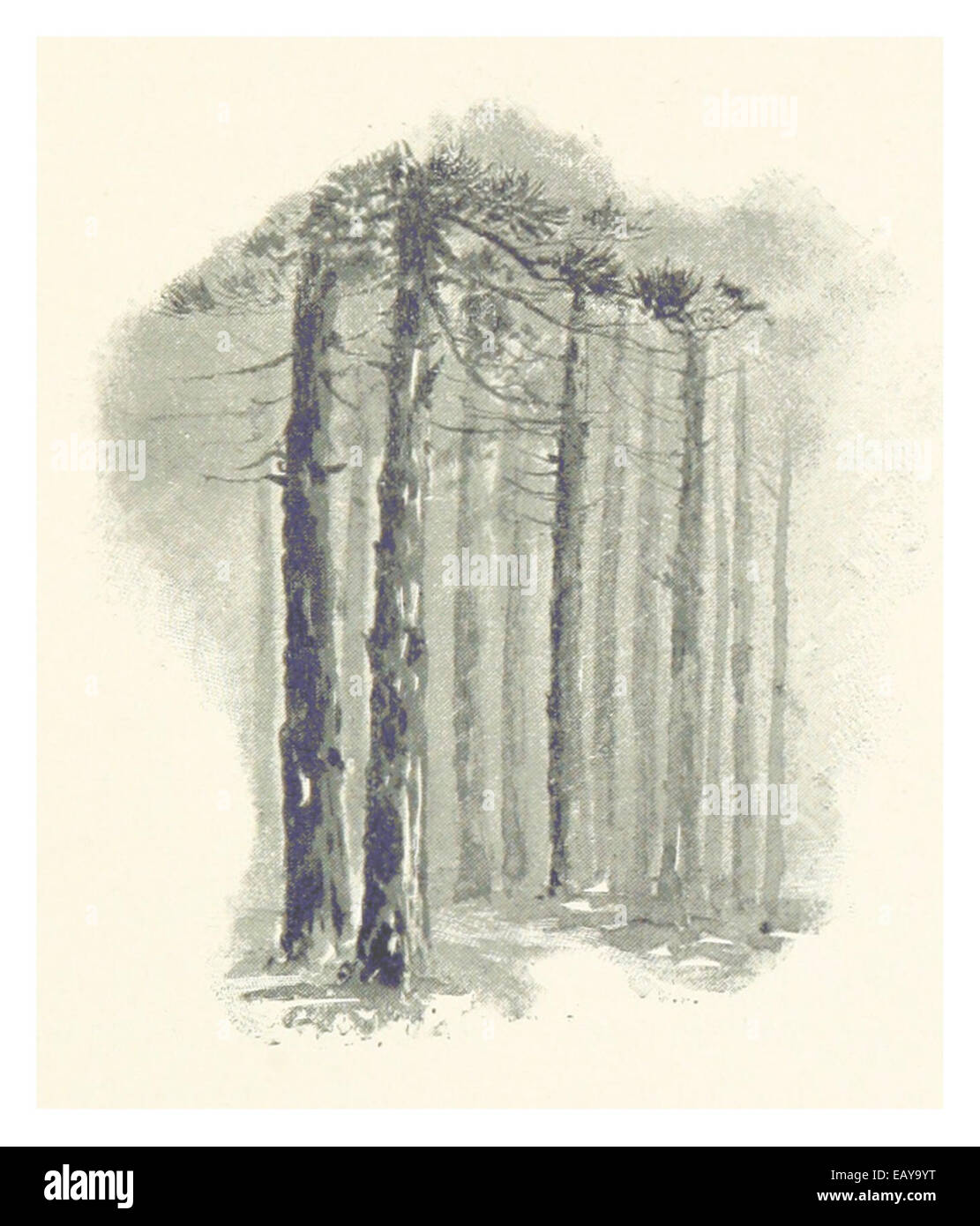 Eine Karte der Pines in Florida aus dem Jahr 1889, die das Layout und die Merkmale dieser Gegend während des späten 19. Jahrhunderts zeigt. Diese historische Karte erfasst die geografischen Details der Region. Stockfoto