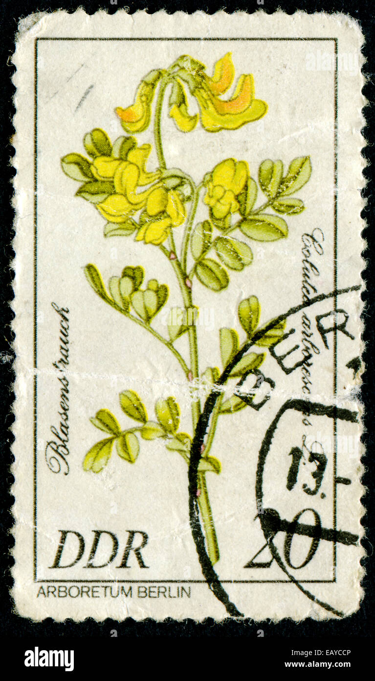 DDR - ca. 1981: Eine Briefmarke gedruckt in DDR zeigt Bild des Flowerses mit der Aufschrift 'Golutea Arlorescens L' Serie ' Arbore Stockfoto
