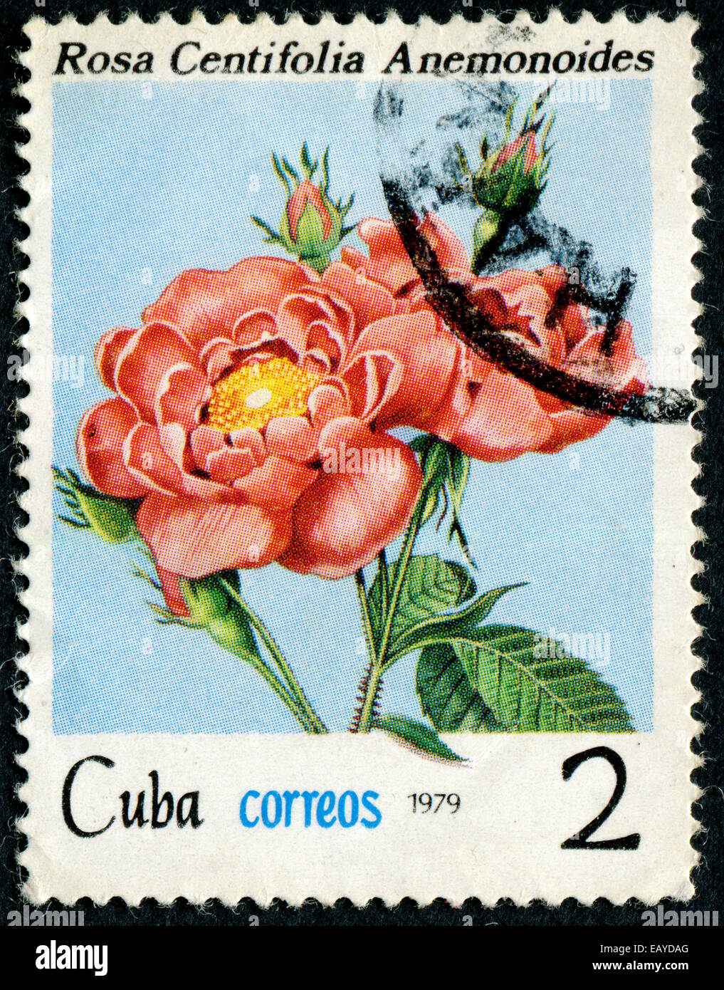 Kuba - ca. 1979: A Stempel zeigt Bild einer rosa Rose mit der Aufschrift "Rosa Centifolia Anemonoides", Serie, ca. 1979 Stockfoto