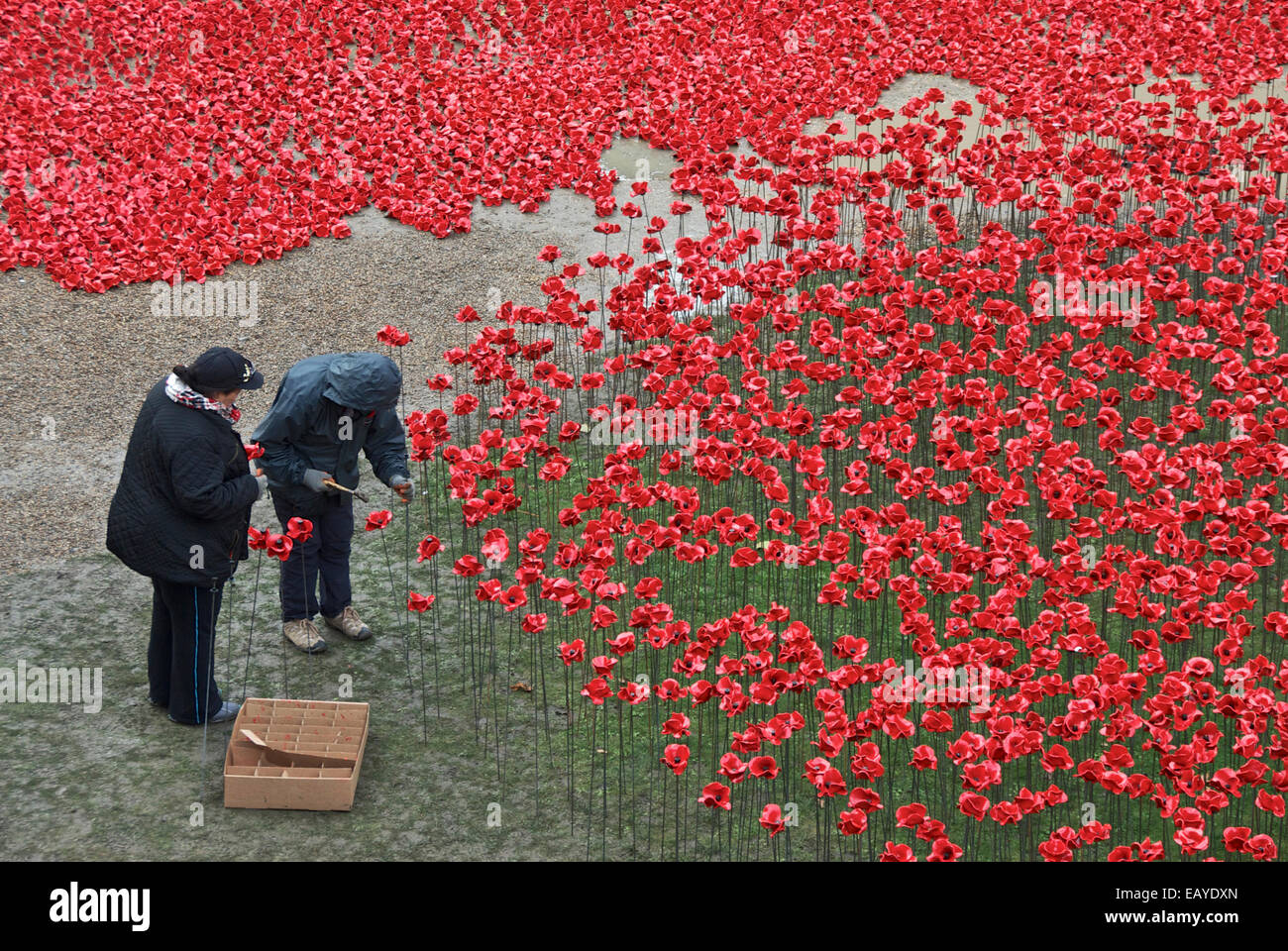 Mohnblumen am Turm Befestigung Stockfoto