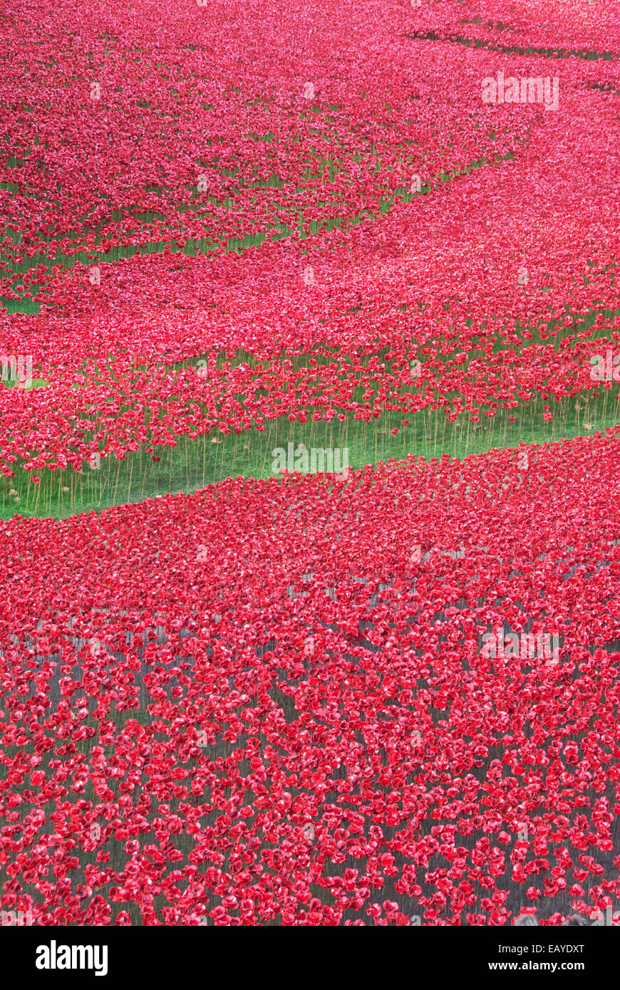 Meer von Mohnblumen am Turm Stockfoto