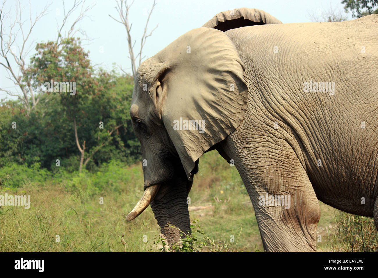 Elefant, Elephantine, erstmals, Tusk, große Ohren, große Körper in Neu-Delhi, Indien, Stockfoto